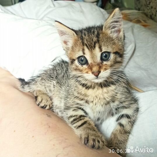 Милый котик ищет теплый и уютный дом