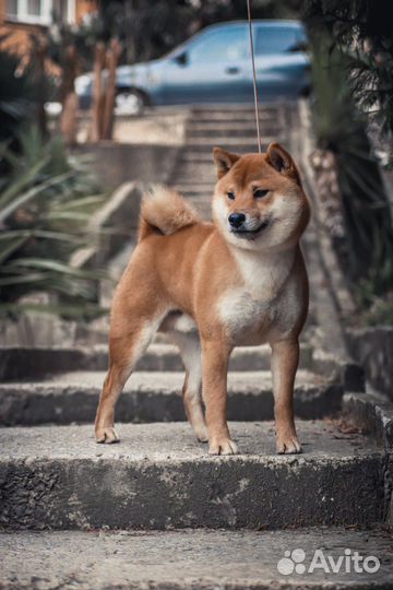 Кабель вязка саба ину