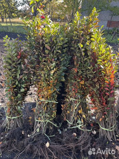 Кизильник блестящий