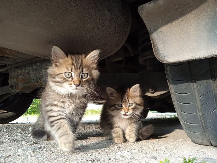 Отдам бесплатно