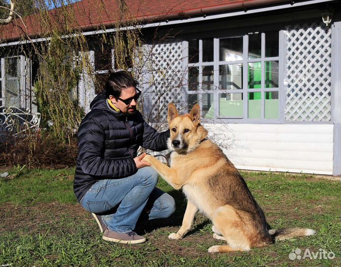 Собаки бесплатно в добрые руки