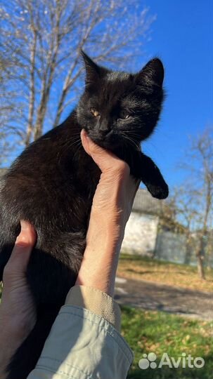 Кошка