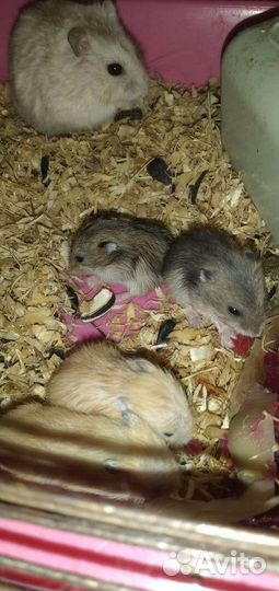 Джунгарский хомяк