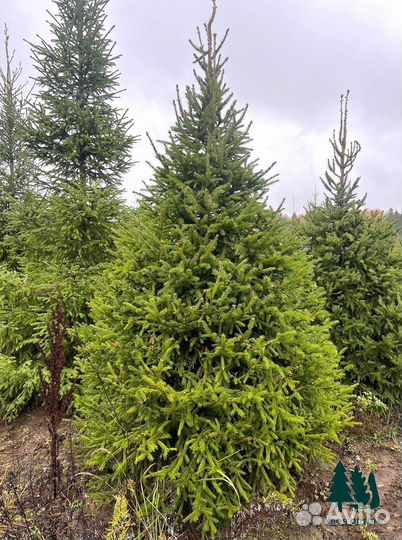 Ель живая 4,2м и др