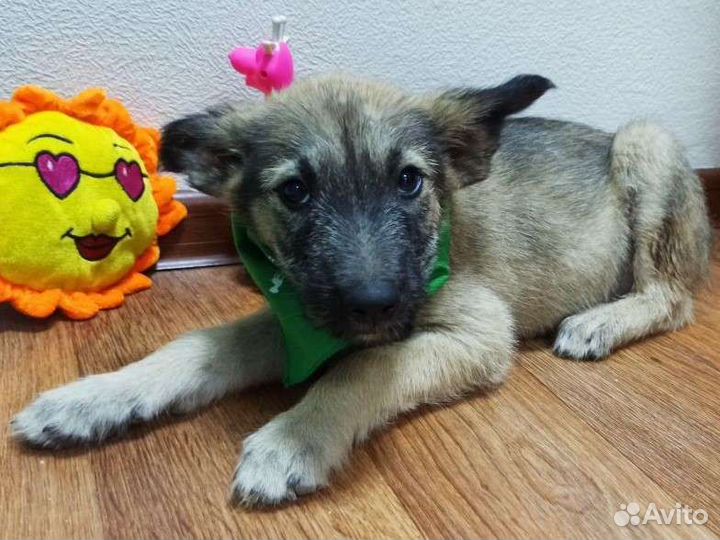 Щенок в добрые руки