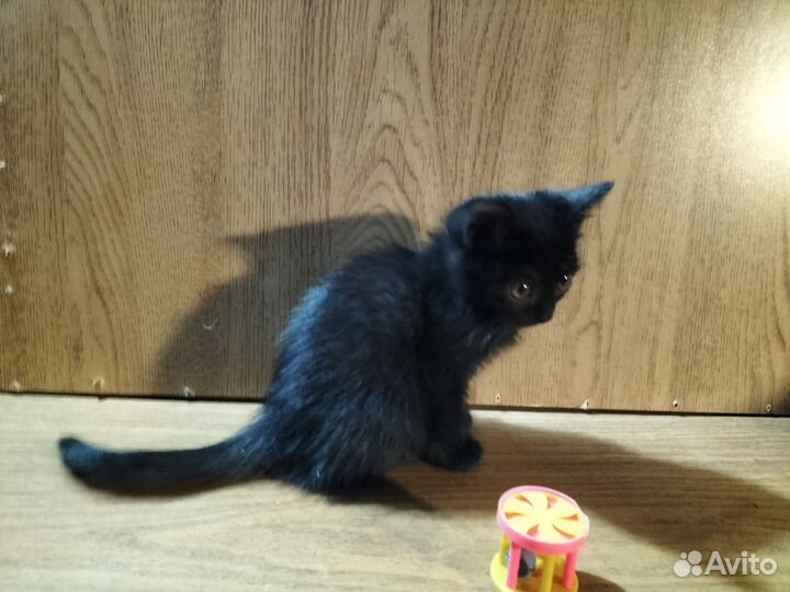 Котенок девочка в дар
