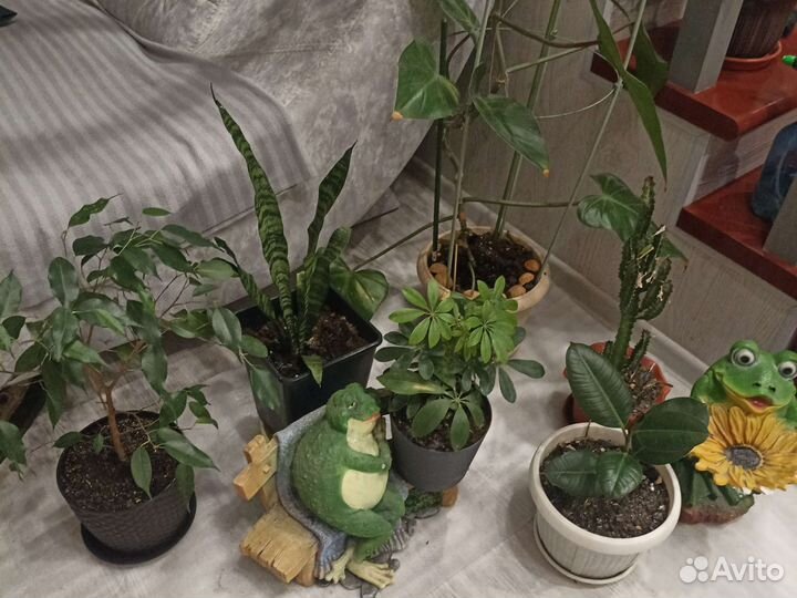 Кактусы и суккуленты