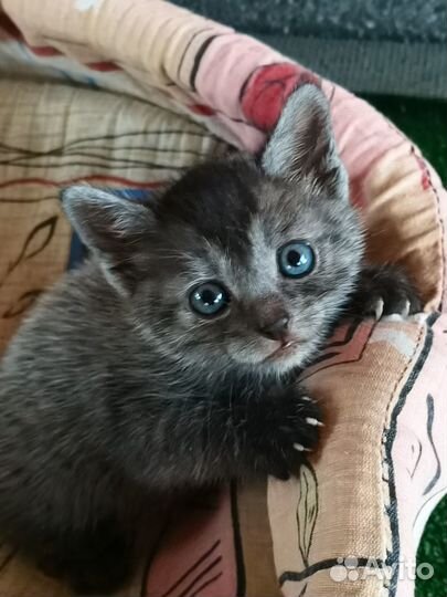 Котята в добрые руки бесплатно