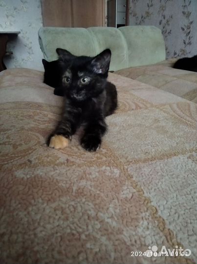 Маленькие котята