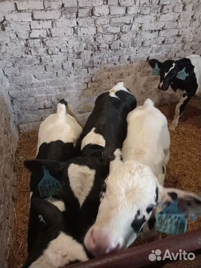 Бычки на откорм телята