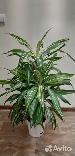 Цветок домашний (Драцена )