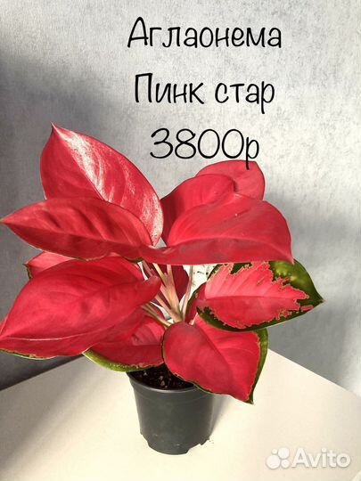 Сансевиерия аглаонема каладиум диффенбахия