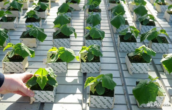 Семена ароматного огурца из Испании Бэрд F1