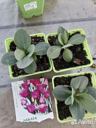 Эустома (рассада)