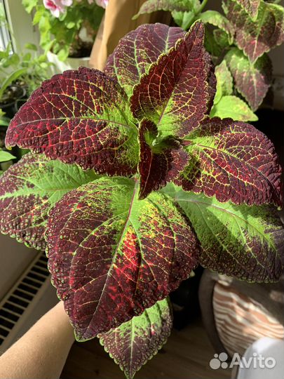 Колеус сортовой Аватар