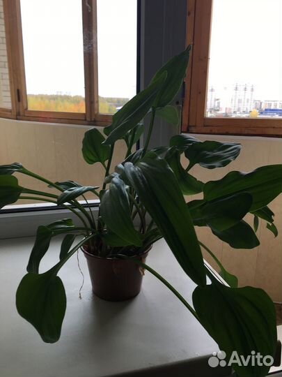 Комнатные домашние растения