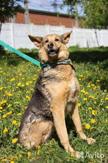 Милашка Айка