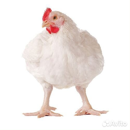 Бройлер Росс 308 Белоруссия