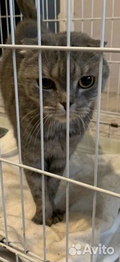 Шотландский вислоухий кот