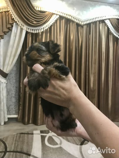 Йоркширский терьер щенки
