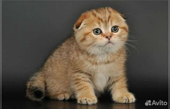 Шотландская вислоухая золотая шиншилла