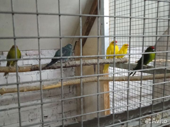 Попугаи какарики