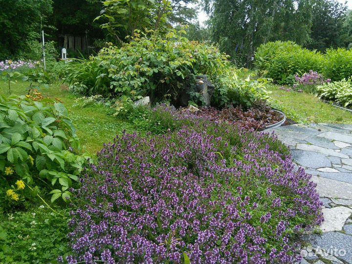 Многолетники жемчужница, тимьян,хосты, гейхеры