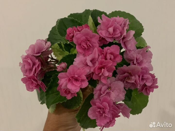 Сортовые фиалки