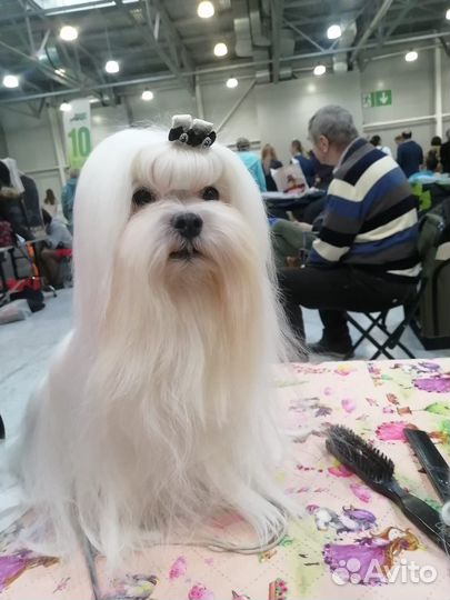 Щенки Мальтезе