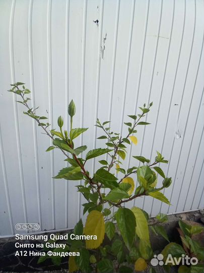 Гибискус китайская роза