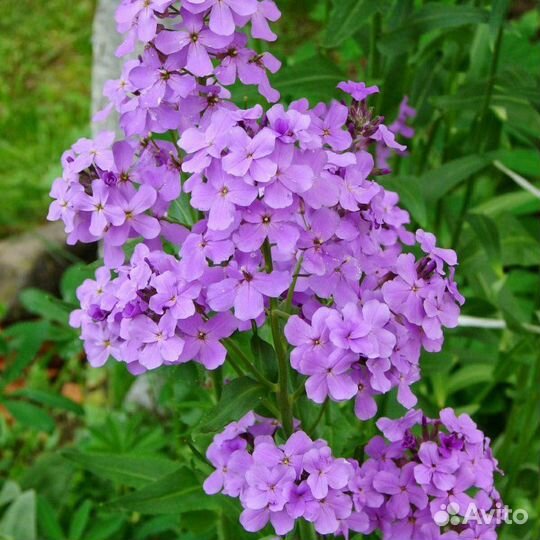 Садовые многолетники цветущие