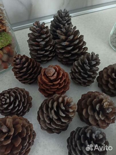 Шишки сосновые