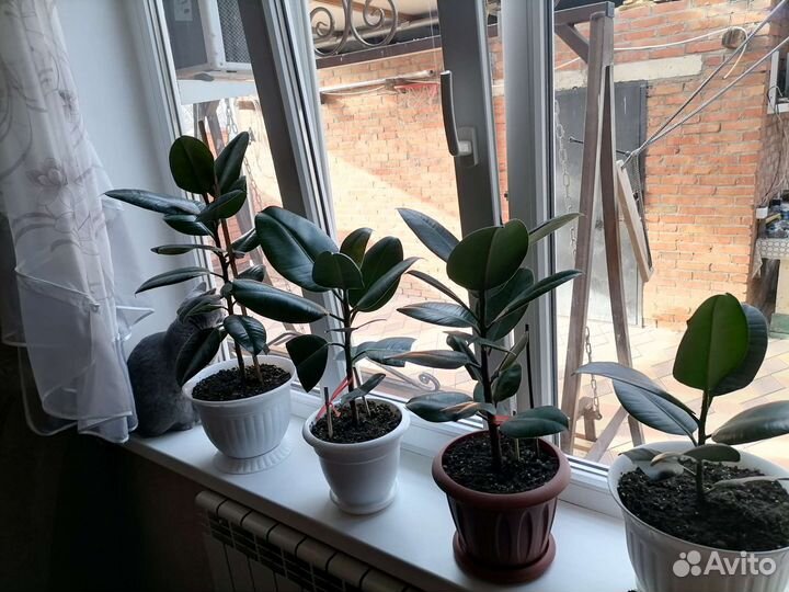 Комнатные цветы