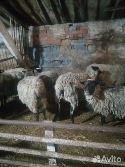 Курдючные бараны овцы