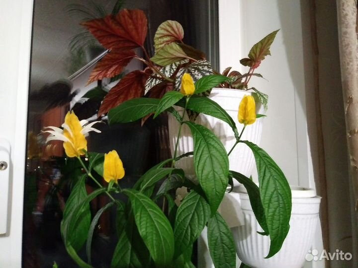 Черенки пахистахиса