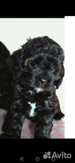 Кавапу девочка