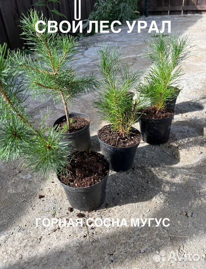 Сосна горная,Лиственница,Карагана,Ель колючая,Туя