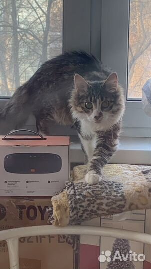 Отдам кота в добрые руки