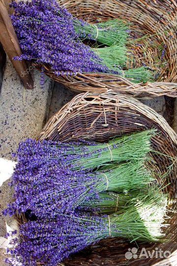 Лаванда,букеты, пучки