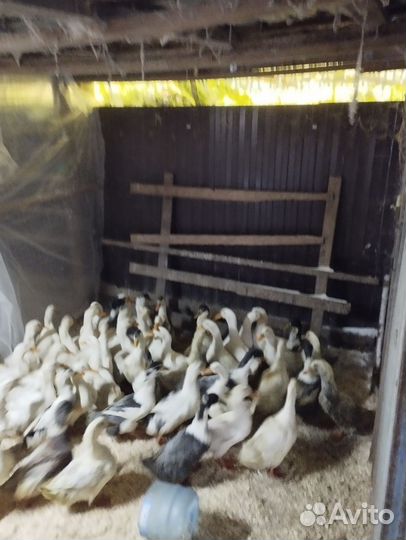 Индоутки,Куры, Петухи, Кролики, Дом Птица
