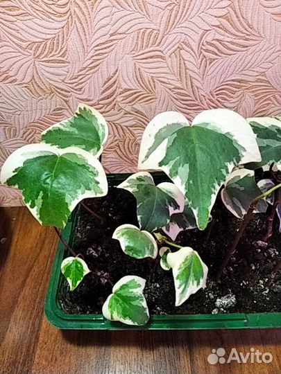 Канарский плющ