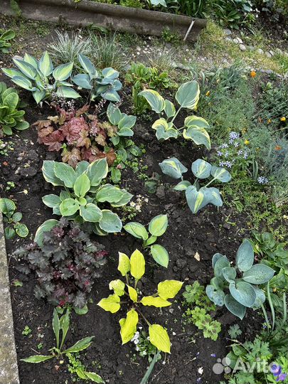 Ирис, хоста, гейхера