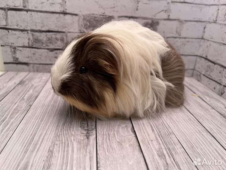 Морская свинка шелти девочка