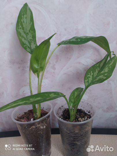 Аглаонема мария