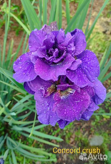 Ирис сибирский