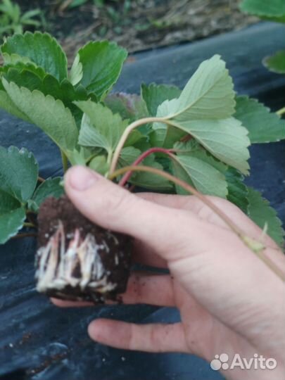 Рассада клубники