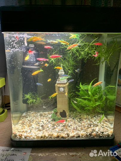 Аквариум 20 литров