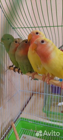 Попугай неразлучники