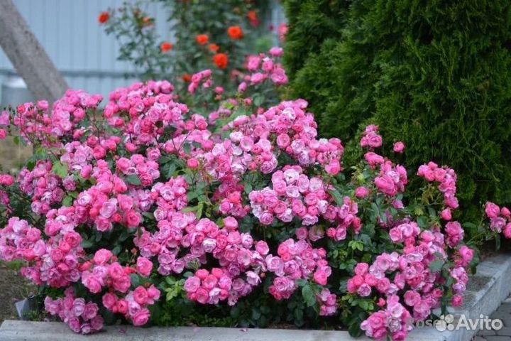 Роза флорибунда Angela