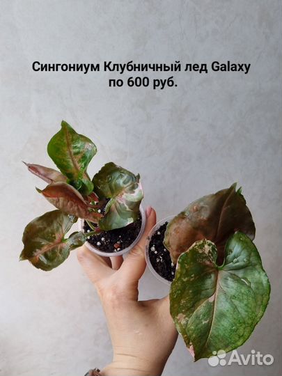 Растения разные